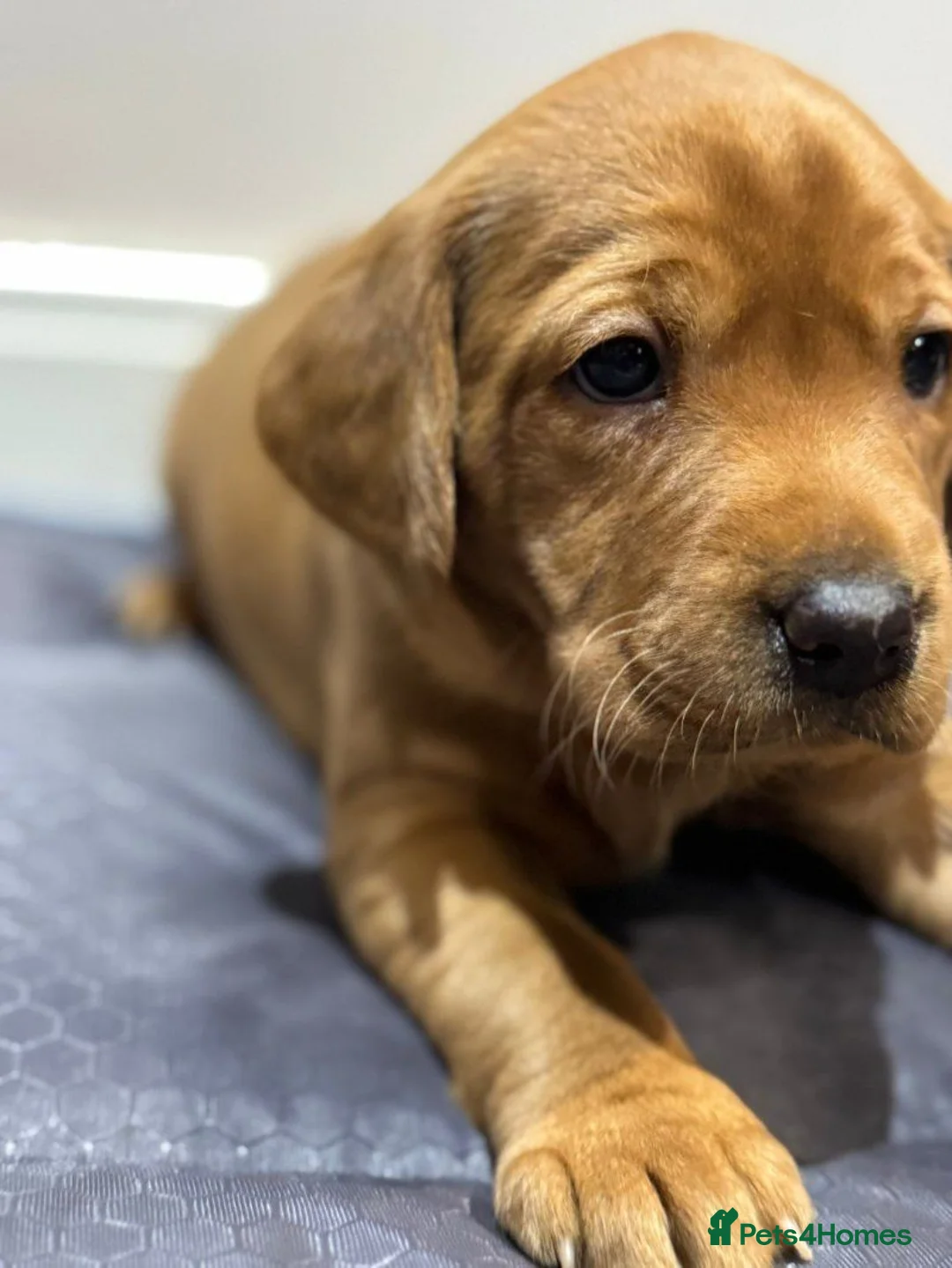 Labrador Retriever dogs for sale:   Stunning Labrador Retriever puppies for sale. - Advert 1