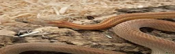 Corn Snake reptiles for sale: Beautiful, Captive-Bred Corn Snakes - Advert 9