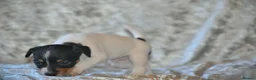 Jack Russell dogs for sale: Long haired mini Jack  Russell puppies for sale  - Advert 6