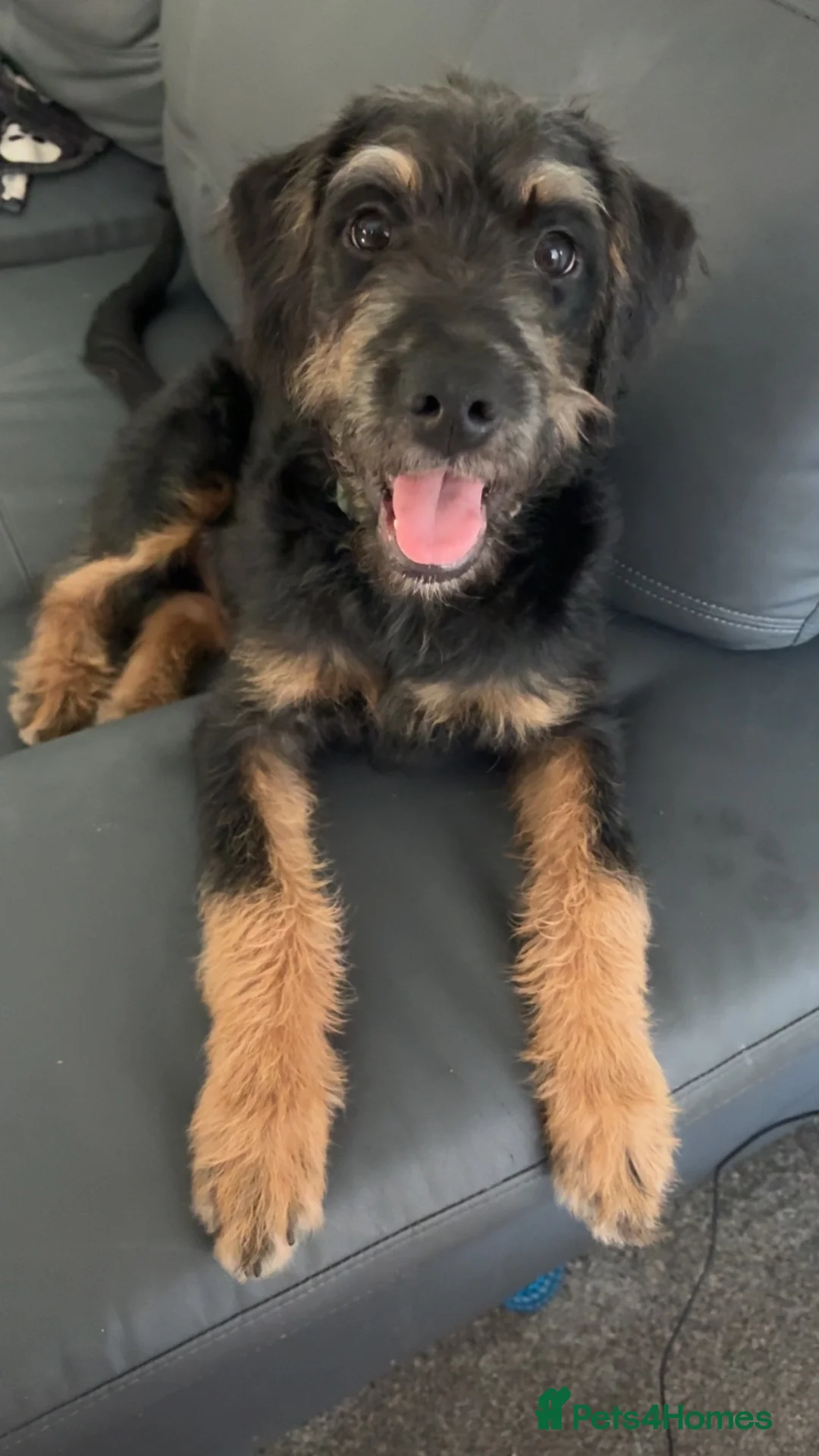 Mixed Breed dogs for sale: 6 month old Poodle x Rottie  - Advert 2