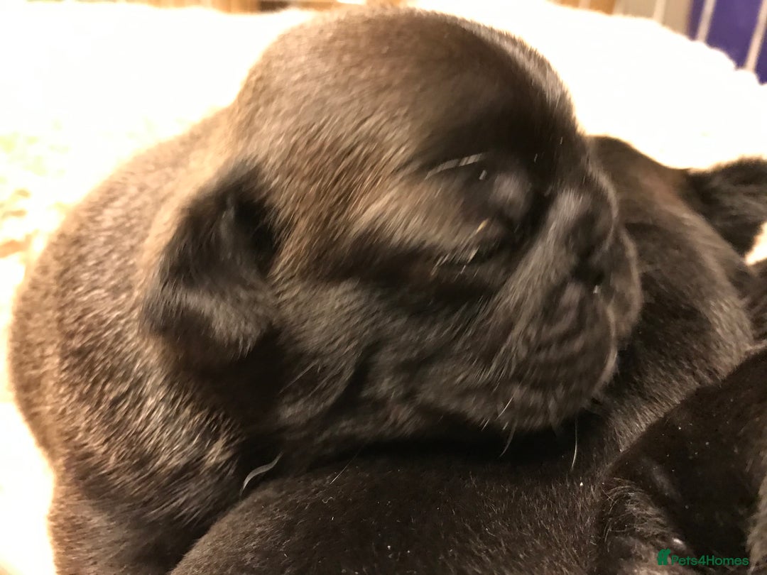 Pug dogs for sale: Platinum pug girls vaccinated Insured microchipped - Image 9