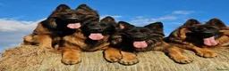 German Shepherd dogs for sale: German shepherd straigh back - Advert 6
