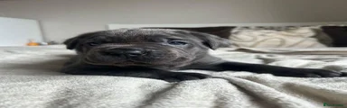 Cane Corso 4