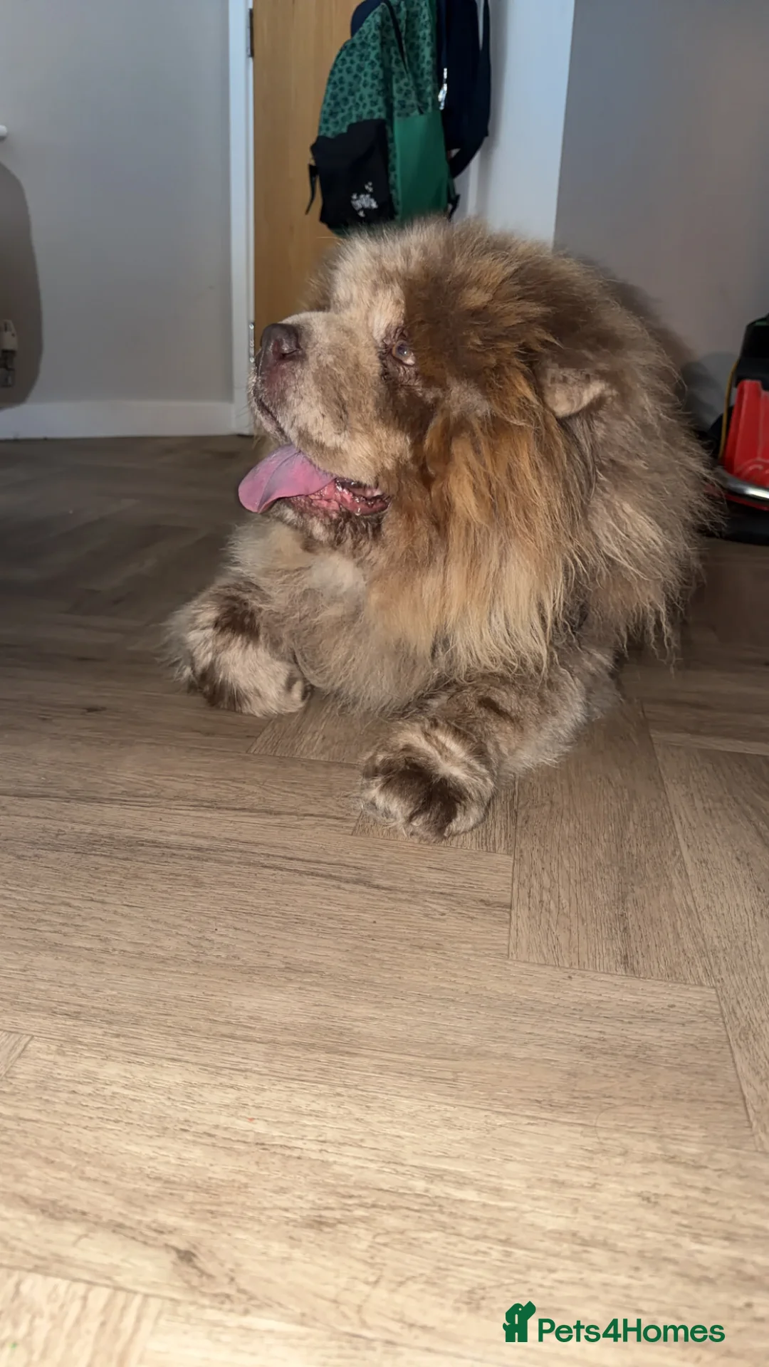 Chow Chow dogs for stud: CASH LILAC MERLE CHOW CHOW STUD  in Bradford - Advert 8