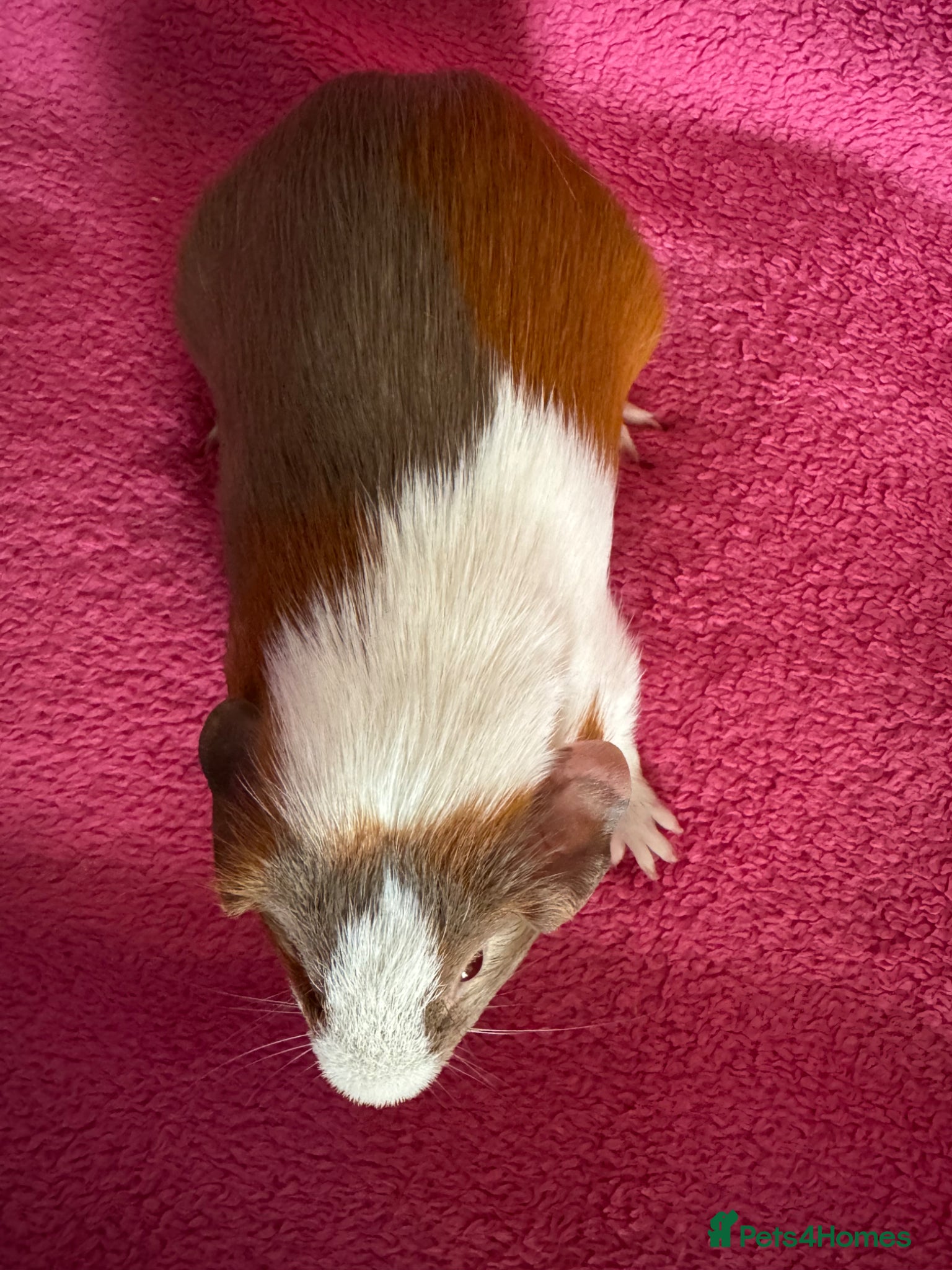 Guinea Pig rodents Guinea pig boar patch  tri colour slate,red,white  - Advert 15