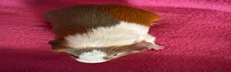 Guinea Pig rodents for sale: Guinea pig boar patch  tri colour slate,red,white  - Advert 1
