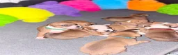 Staffordshire Bull Terrier dogs for sale: KC Red Staffordshire Bull Terriers ❤️🏆🩸 - Advert 3