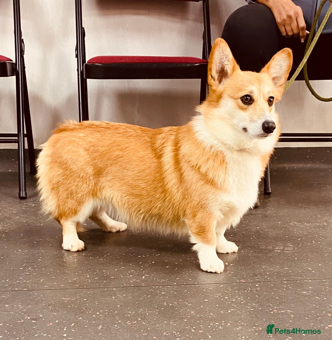 Welsh Corgi Pembroke dogs for sale: Tri coloured quality pedigree puppies available - Advert 18