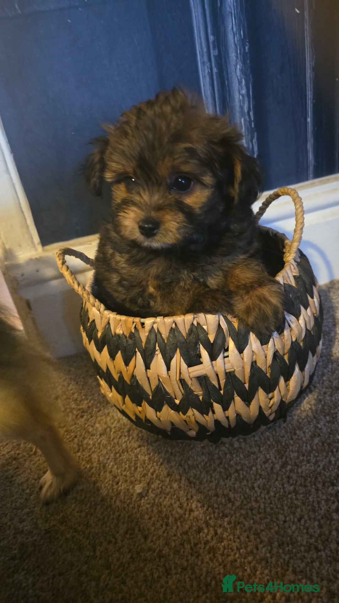 Pomapoo dogs for sale: POCKET SIZED POMAPOOS ~ READY NOW - Image 23