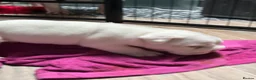 English Bulldog dogs for sale: 4 wk old Kc bulldog pups rare champ lines - Advert 9