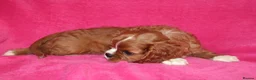 Cavalier King Charles Spaniel dogs for sale: Beautiful Cavalier Kong Charles Spaniel Puppies - Advert 5