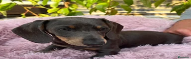 Miniature Dachshund Puppy 2