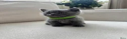 British Shorthair cats for sale: British shorthair / scottish fold kittens - Advert 14