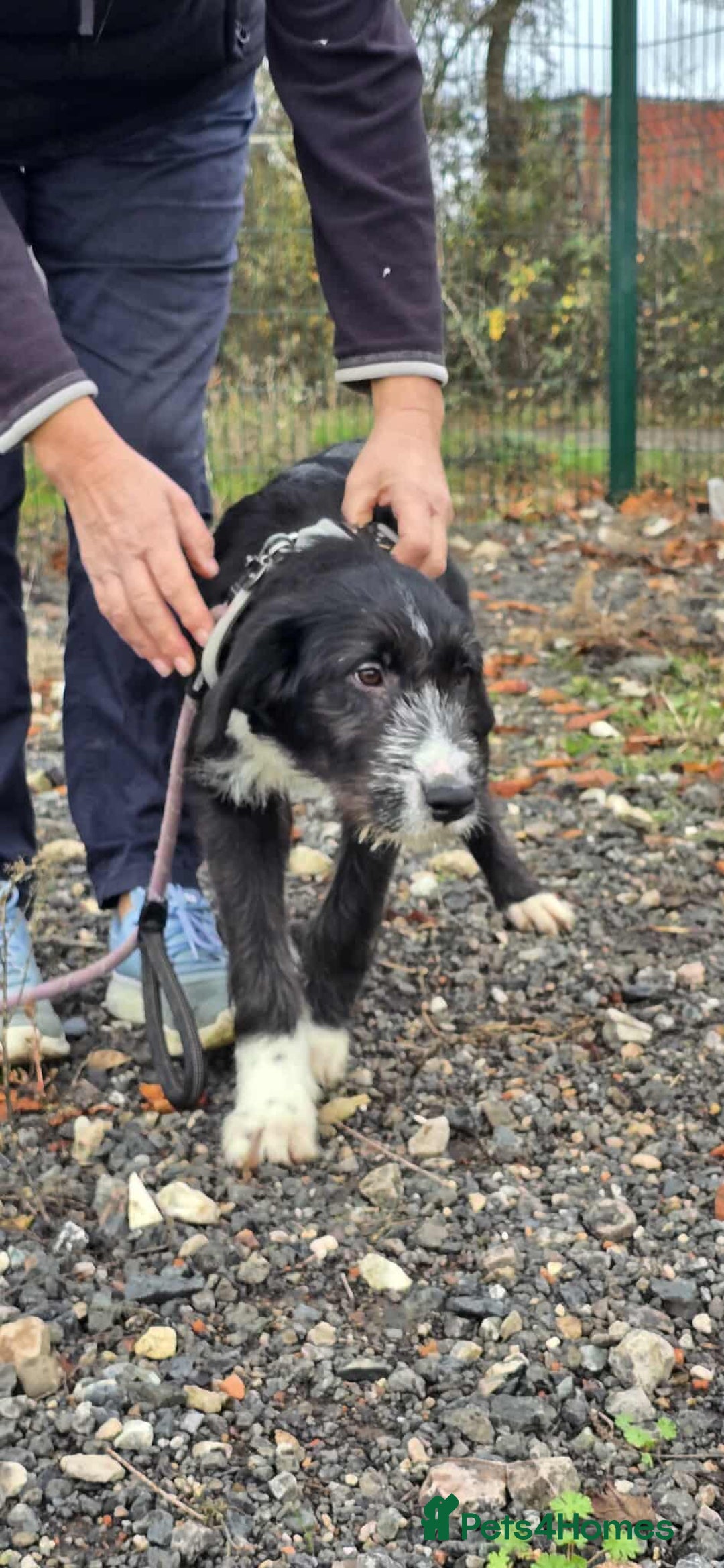 Mixed Breed dogs for adoption: DONNIE - Image 4