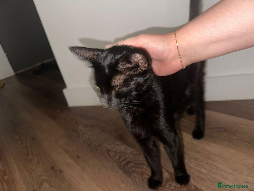 Bombay cats for sale: All black Bombay female cat  - Image 5