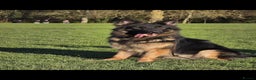 German Shepherd dogs for stud: German Shepherd stud in Basildon - Advert 7