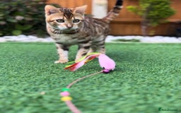 Bengal cats for sale: Beautiful Active Bengal Queen - Imported Line - Image 14