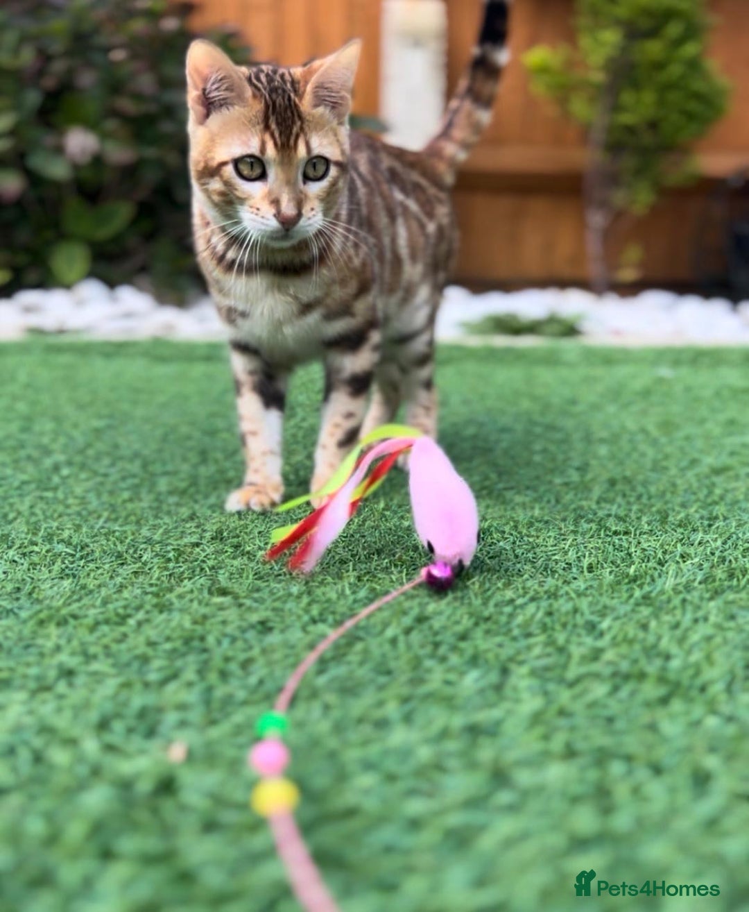 Bengal cats for sale: Beautiful Active Bengal Queen - Imported Line - Image 14
