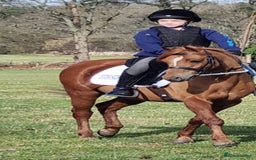 Riding pony horses for sale: 12.3 hands chestnut gelding  - Image 4