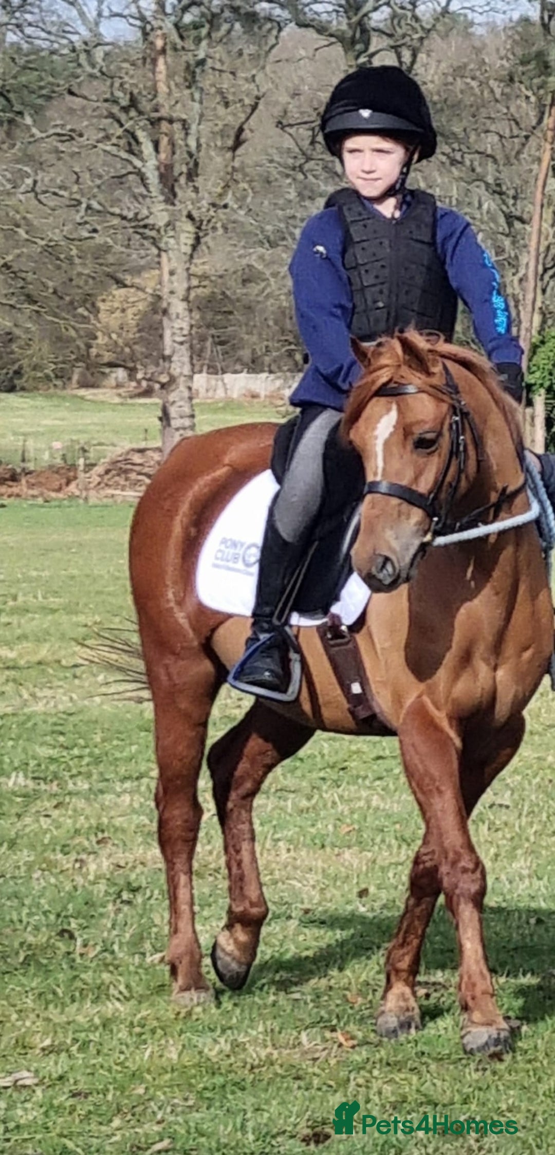 Riding pony horses for sale: 12.3 hands chestnut gelding  - Image 4
