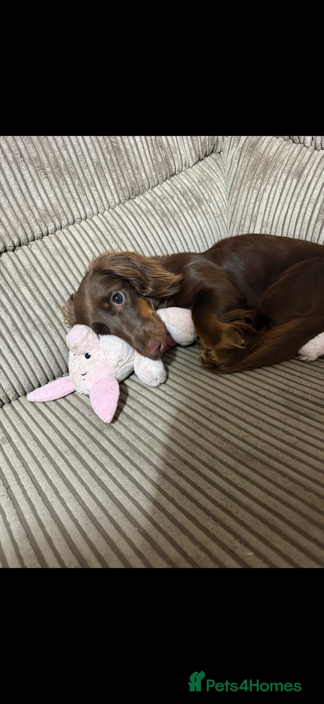 Miniature Dachshund dogs for sale: Mini Daschunds  - Advert 2