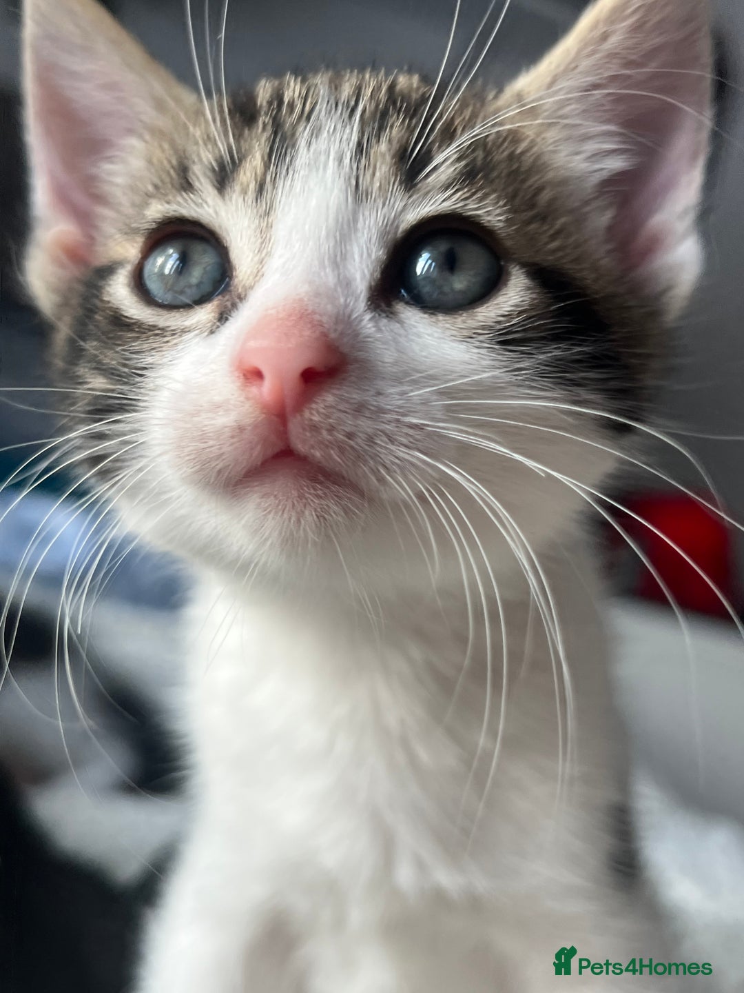 Domestic Shorthair cats for sale: 3 kittens for sale. 2 boys one girl - Image 5