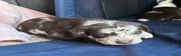 Mixed Breed dogs for sale: Beautiful Staffie cross puppies - Advert 27
