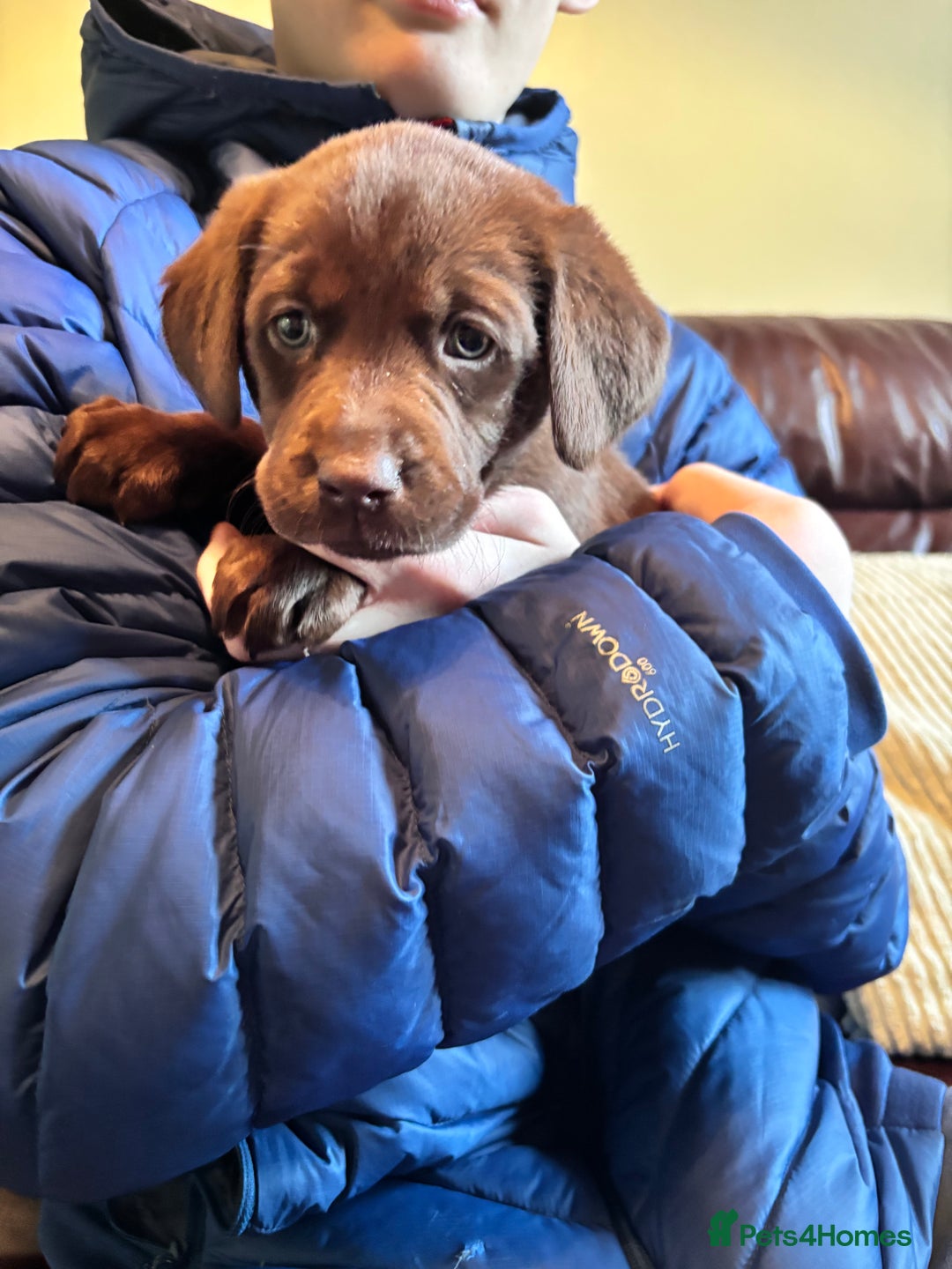 Labrador Retriever dogs for sale: Chocolate and Black Labrador Puppies - Advert 31