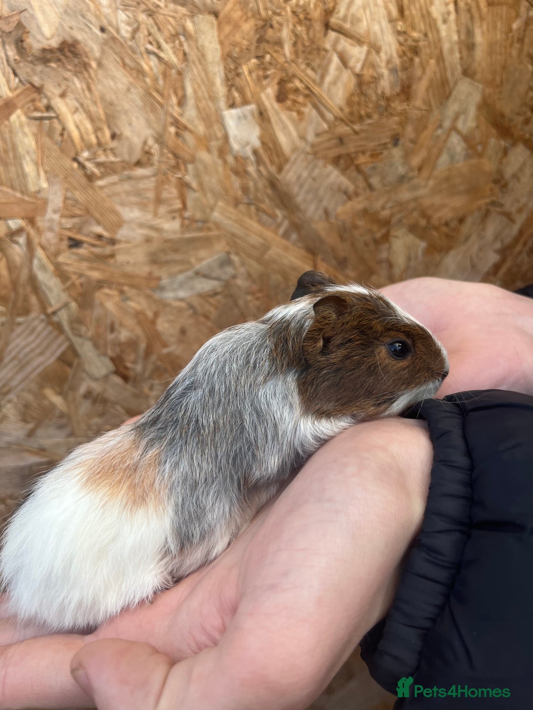 Guinea Pig rodents for sale: Guinea pigs for sale - Advert 6