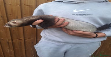 Ferret rodents - Advert 14
