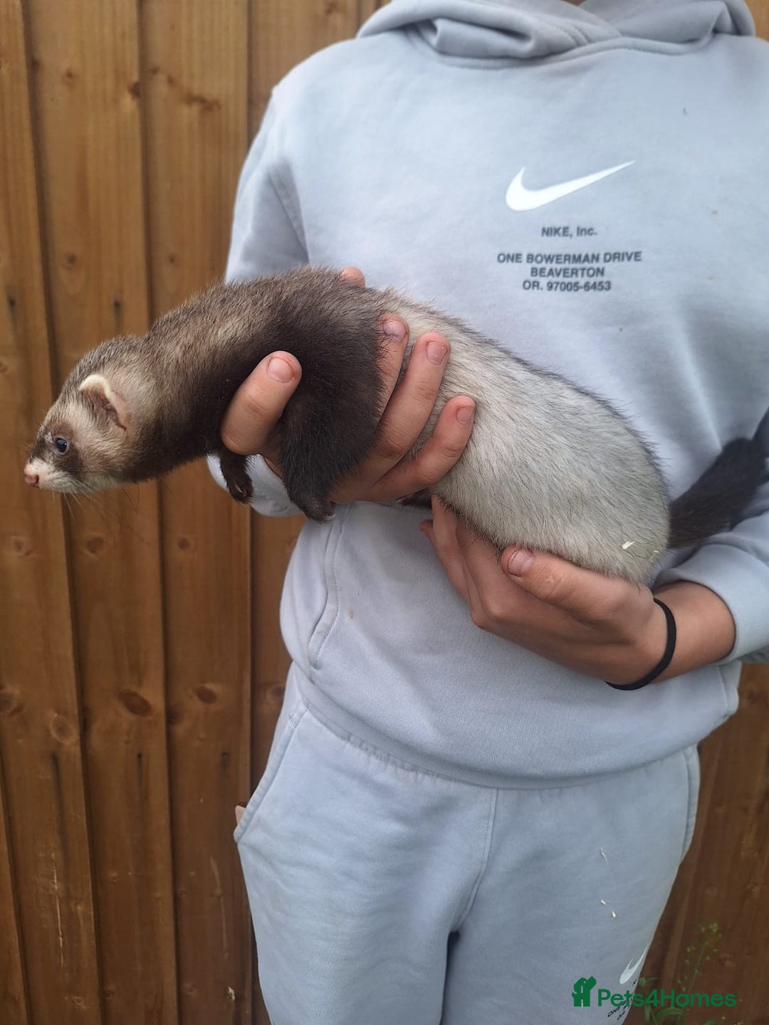 Ferret rodents for sale: Stunning ferret kits - Image 2