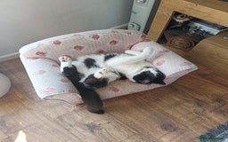 Mixed Breed cats for sale: Hella and Loki - Image 24