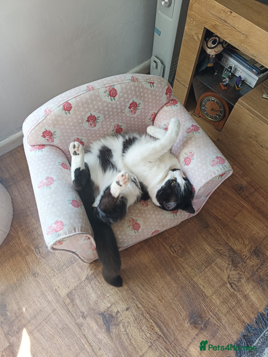 Mixed Breed cats for sale: Hella and Loki - Image 24