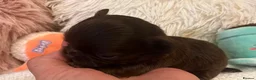 Chihuahua dogs for sale: BEAUTIFUL TINY CHOCOLATE BOYS - Advert 10