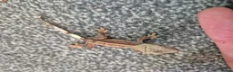 Gecko reptiles for sale: Female Crested Gecko - Advert 8