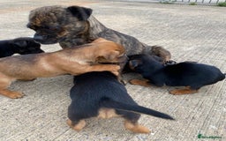 Jug dogs for sale: Jug puppies - Image 4
