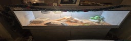 Bearded Dragon reptiles for sale: Bearded Dragon with custom made vivarium  - Advert 4