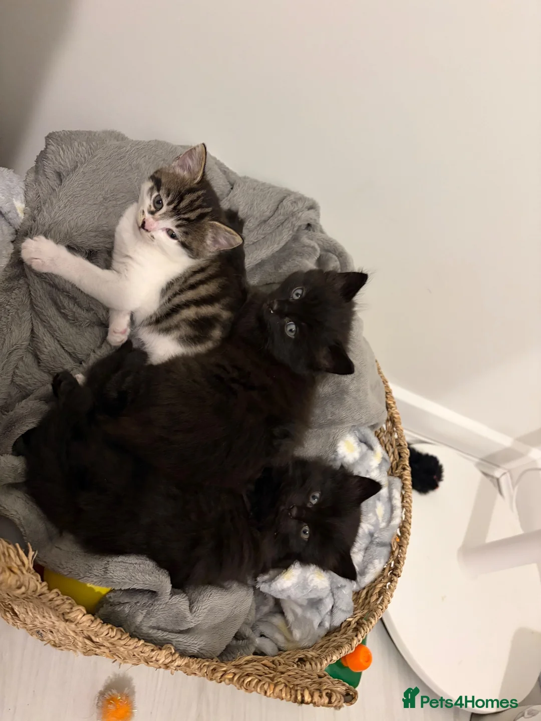 Mixed Breed cats for sale: X Maine Coon kittens  - Advert 2
