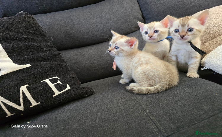 Bengal cats - Advert 3