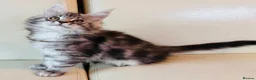 Maine Coon cats for sale: Top Quality TICA Maine Coons active possible - Advert 20