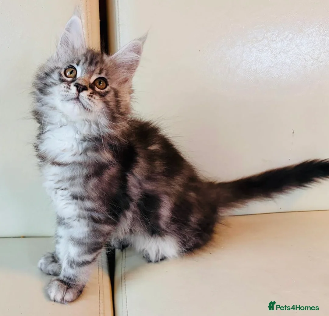 Maine Coon cats for sale: Ready Now Quality TICA Maine Coons active possible - Advert 2