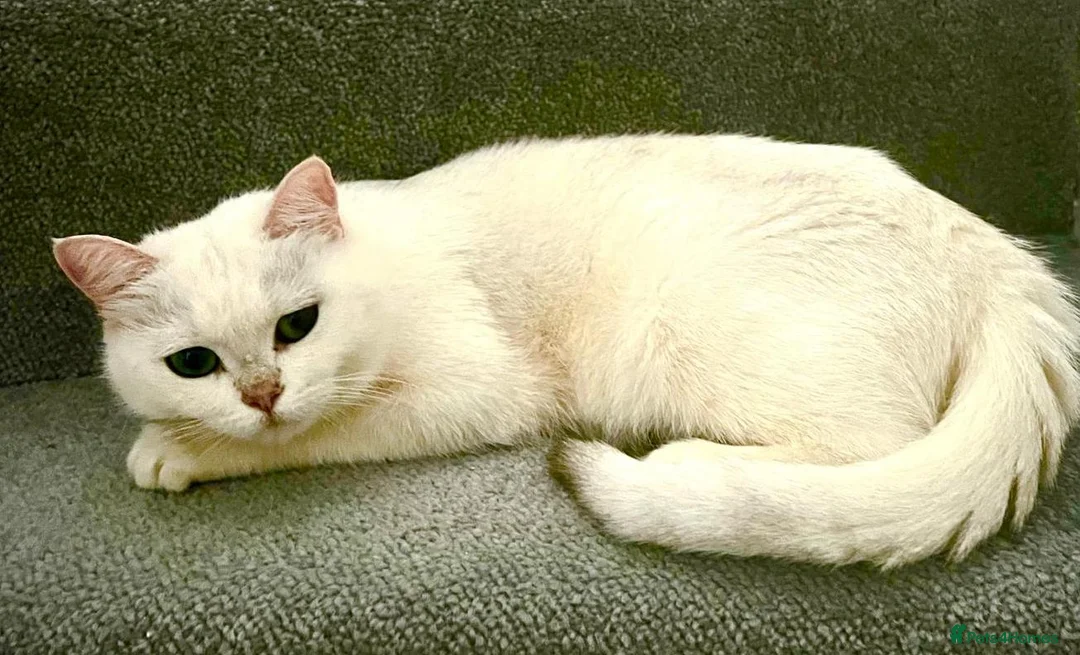 British Shorthair cats for sale: British Shorthair in Chatham - Advert 11