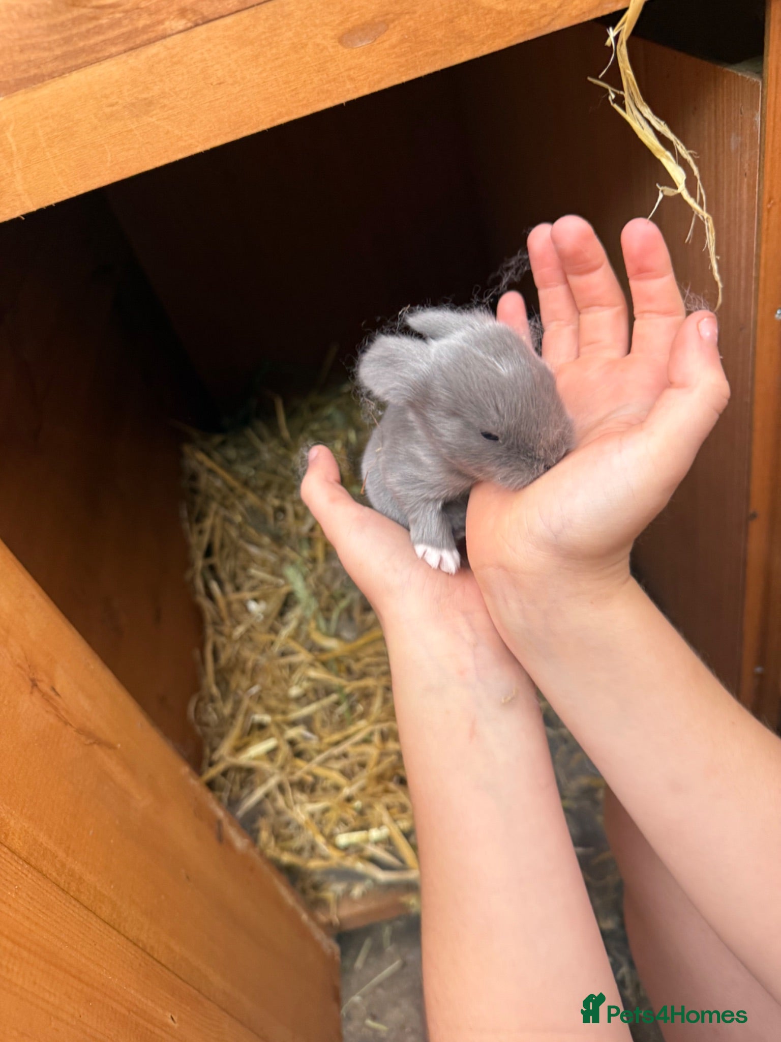Mini Lop rabbits Pure Blue & Lilac Mini Lops 🩶 - Advert 2