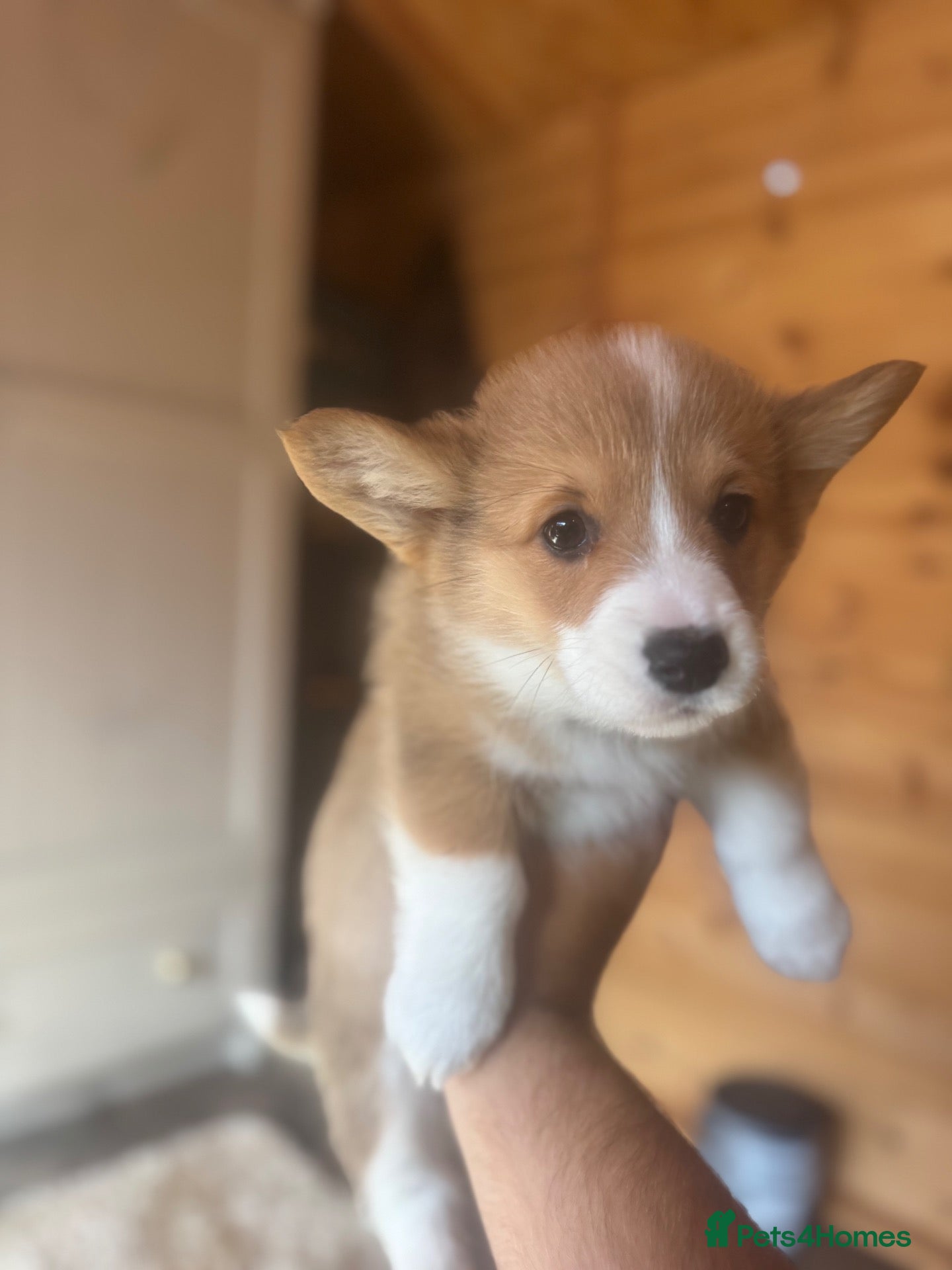 Welsh Corgi Pembroke dogs Ready now! Kc pembroke corgi puppies - Advert 14