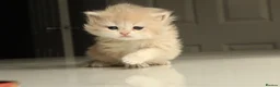 British Shorthair cats for sale: Champion Bloodline Blue Golden/Golden BSH/BLH - Advert 14
