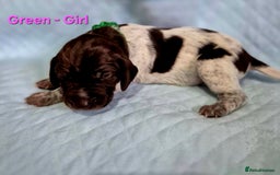 German Shorthaired Pointer dogs for sale: German Shorthaired Pointer/Irish Setter-Poinsetter - Image 12