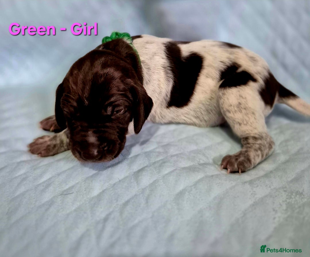 German Shorthaired Pointer dogs for sale: German Shorthaired Pointer/Irish Setter-Poinsetter - Image 12