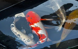 Koi Carp fish for sale: Japanese koi carp £100 each  - Image 19