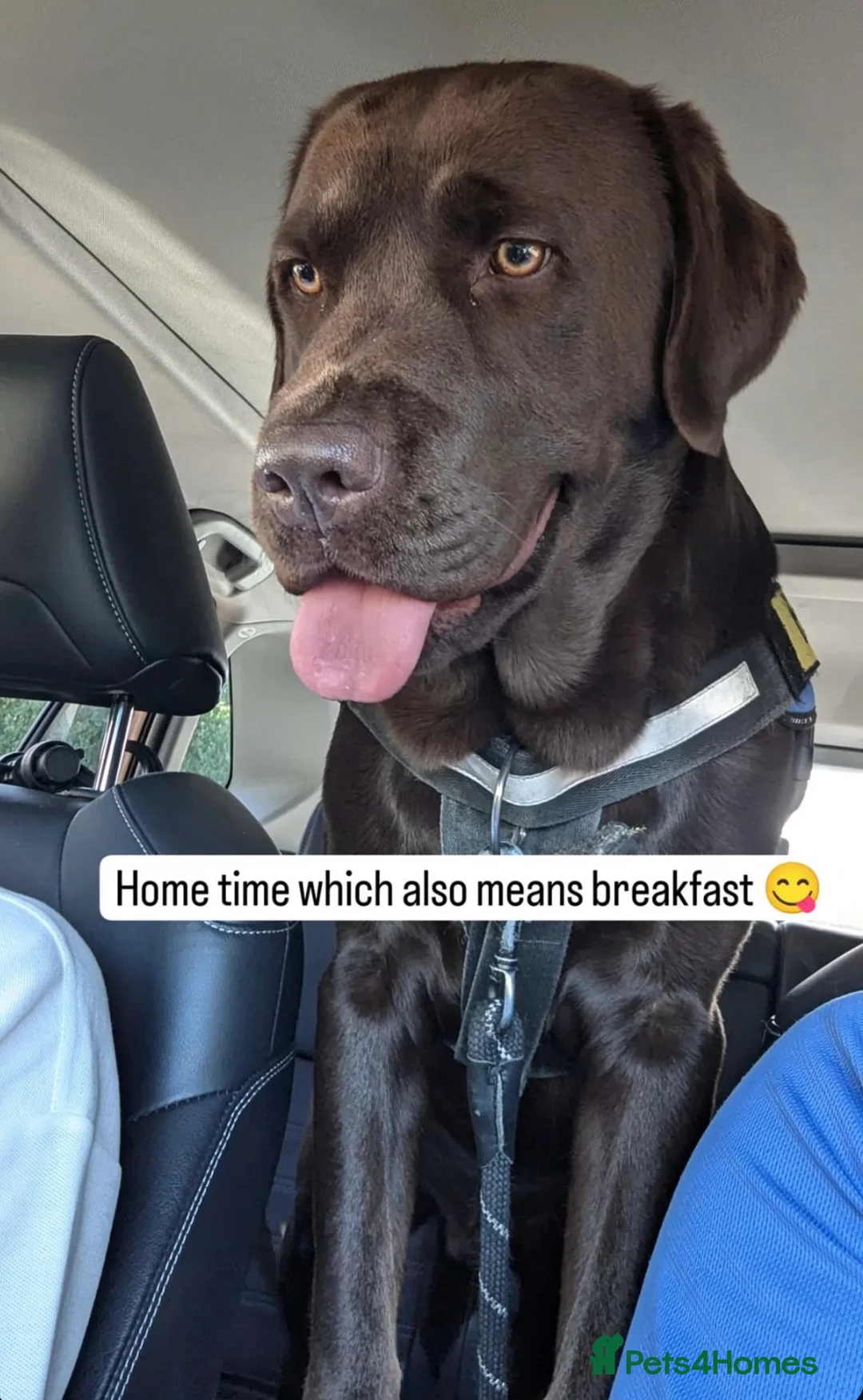 Labrador Retriever dogs for sale: The Rolls Royce - Advert 14