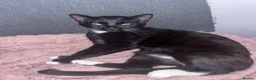 Mixed Breed cats for sale: 3 Female kittens - Advert 7